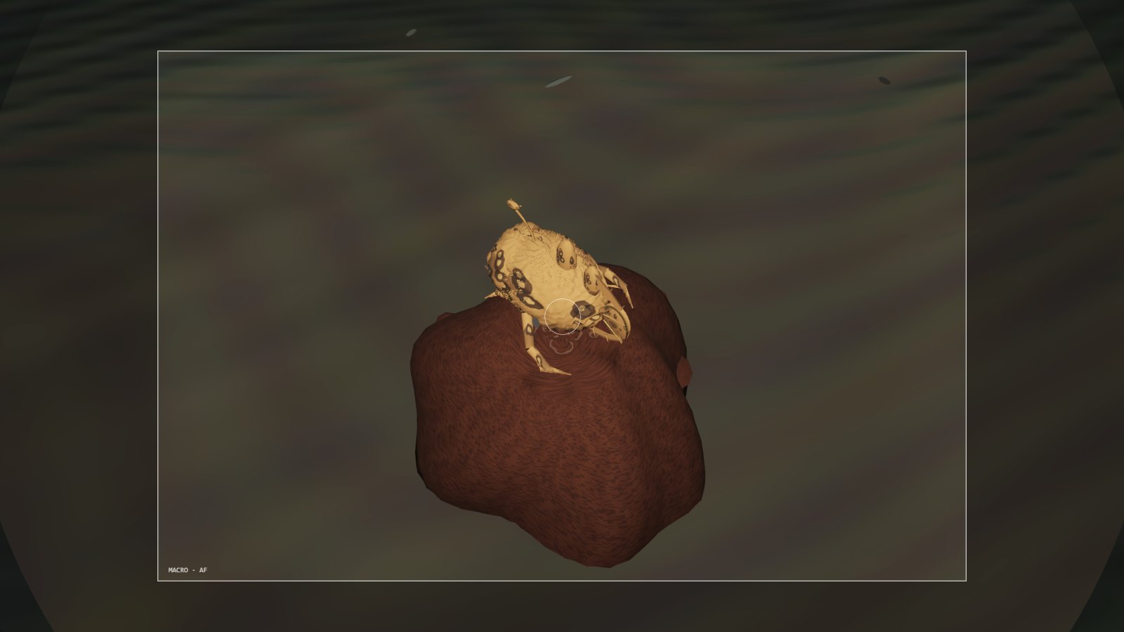 Macro camera viewfinder framing a painted frogfish on a sponge